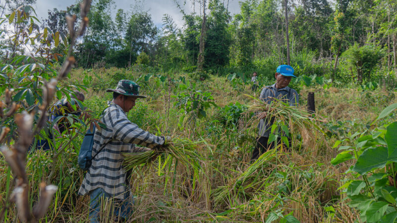 Huai Hin Lad Nai village farmland